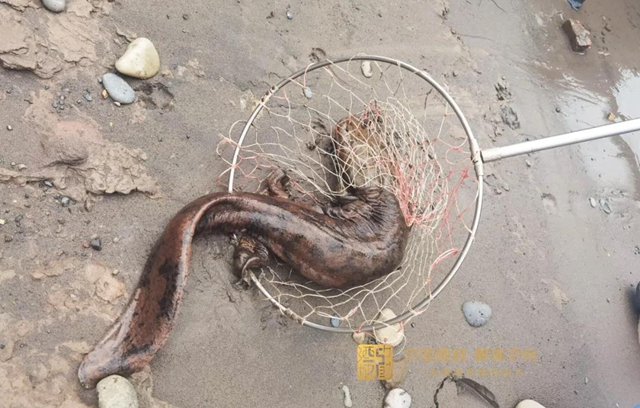 已被放生长江丨泸州澄溪口发现长90厘米、重7斤的娃娃鱼(图2)