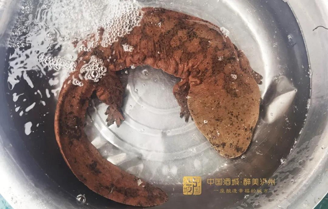 已被放生长江丨泸州澄溪口发现长90厘米、重7斤的娃娃鱼(图3)