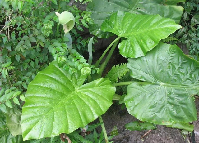 【提醒】滴水观音混入粉蒸肉,中毒!(图3) 【提醒】滴水观音混入粉蒸肉,中毒!(图3)