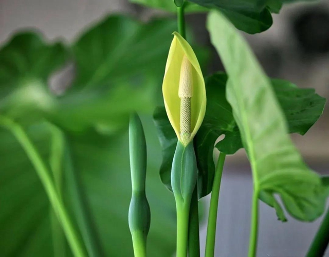 【提醒】滴水观音混入粉蒸肉,中毒!(图7) 【提醒】滴水观音混入粉蒸肉,中毒!(图7)