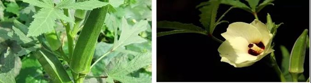 【提醒】滴水观音混入粉蒸肉,中毒!(图9) 【提醒】滴水观音混入粉蒸肉,中毒!(图9)