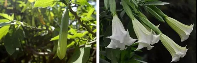 【提醒】滴水观音混入粉蒸肉,中毒!(图10) 【提醒】滴水观音混入粉蒸肉,中毒!(图10)