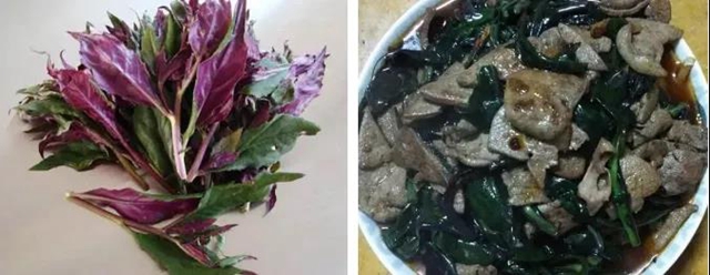 【提醒】滴水观音混入粉蒸肉,中毒!(图11) 【提醒】滴水观音混入粉蒸肉,中毒!(图11)