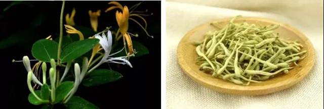 【提醒】滴水观音混入粉蒸肉,中毒!(图13) 【提醒】滴水观音混入粉蒸肉,中毒!(图13)