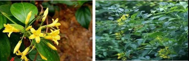 【提醒】滴水观音混入粉蒸肉,中毒!(图14) 【提醒】滴水观音混入粉蒸肉,中毒!(图14)