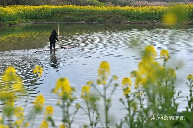 春回大地！内江这片“花海”刷爆朋友圈(图6)