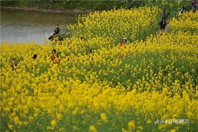春回大地！内江这片“花海”刷爆朋友圈(图2)