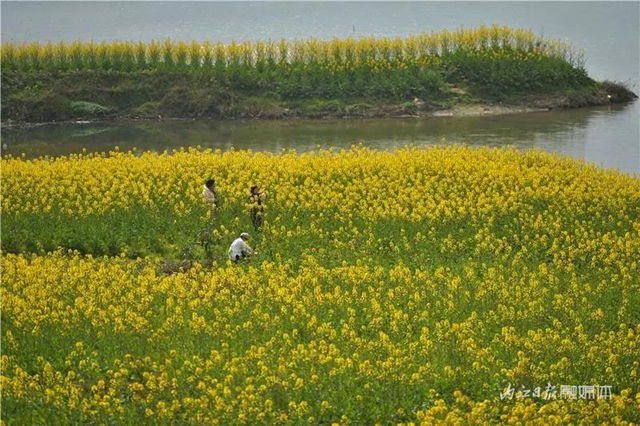 春回大地！内江这片“花海”刷爆朋友圈(图3)