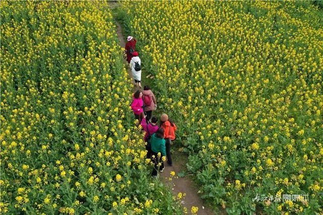 春回大地！内江这片“花海”刷爆朋友圈(图8)