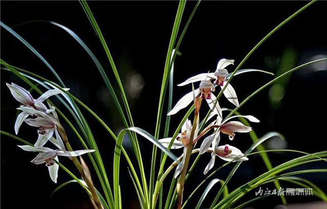 内江这里，名花展，最后三天——(图1)