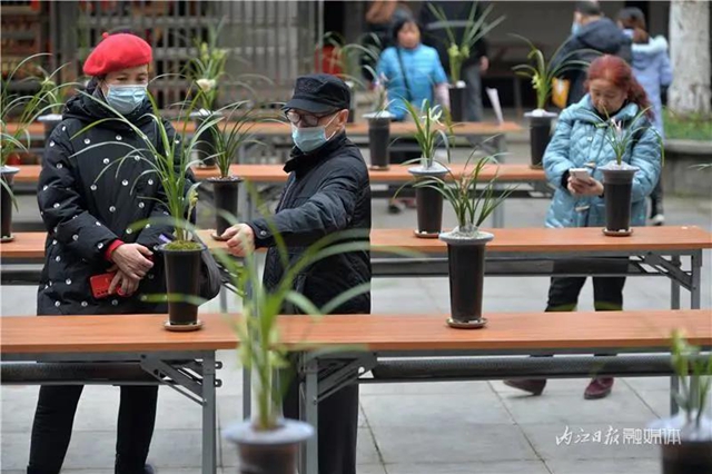 内江这里，名花展，最后三天——(图5)