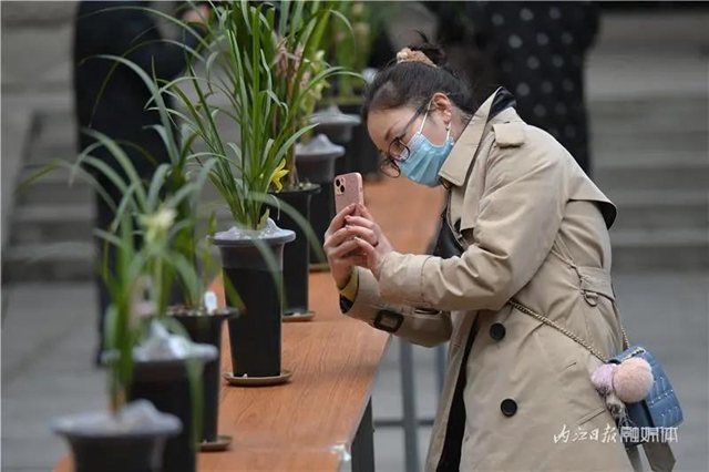 内江这里，名花展，最后三天——(图6)