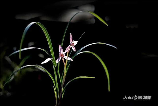 内江这里，名花展，最后三天——(图7)