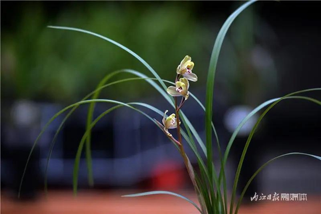 内江这里，名花展，最后三天——(图9)