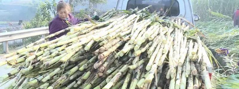 “豪横”!内江这个地方给每人发1斤半猪肉(图6) “豪横”!内江这个地方给每人发1斤半猪肉(图6)