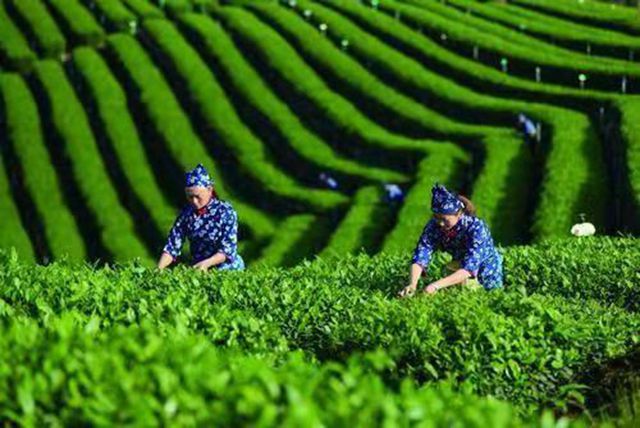 四川第九届茶叶开采活动周19日在纳溪启动(图5)