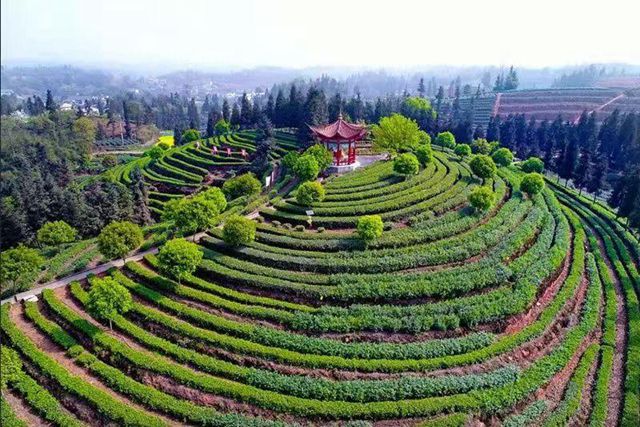 四川第九届茶叶开采活动周19日在纳溪启动(图4)