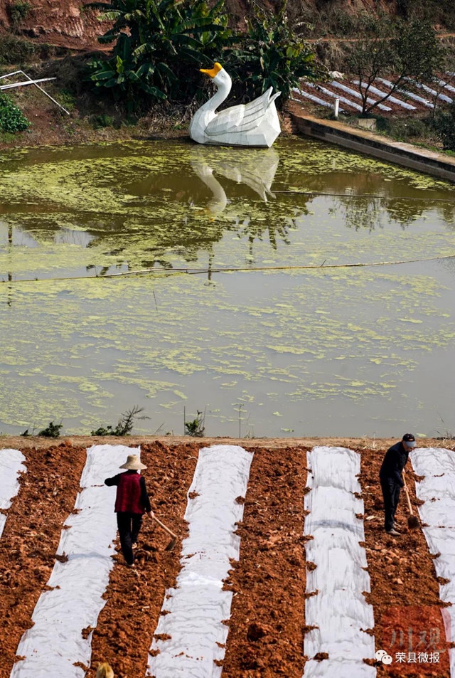 人勤春早 荣县红土地再现“大地画板”(图2)