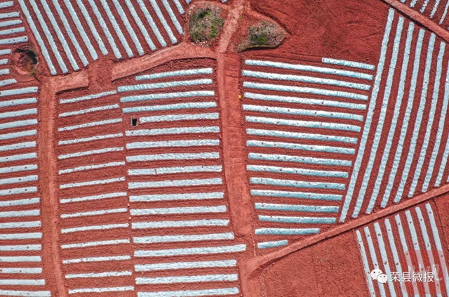 人勤春早 荣县红土地再现“大地画板”(图3)