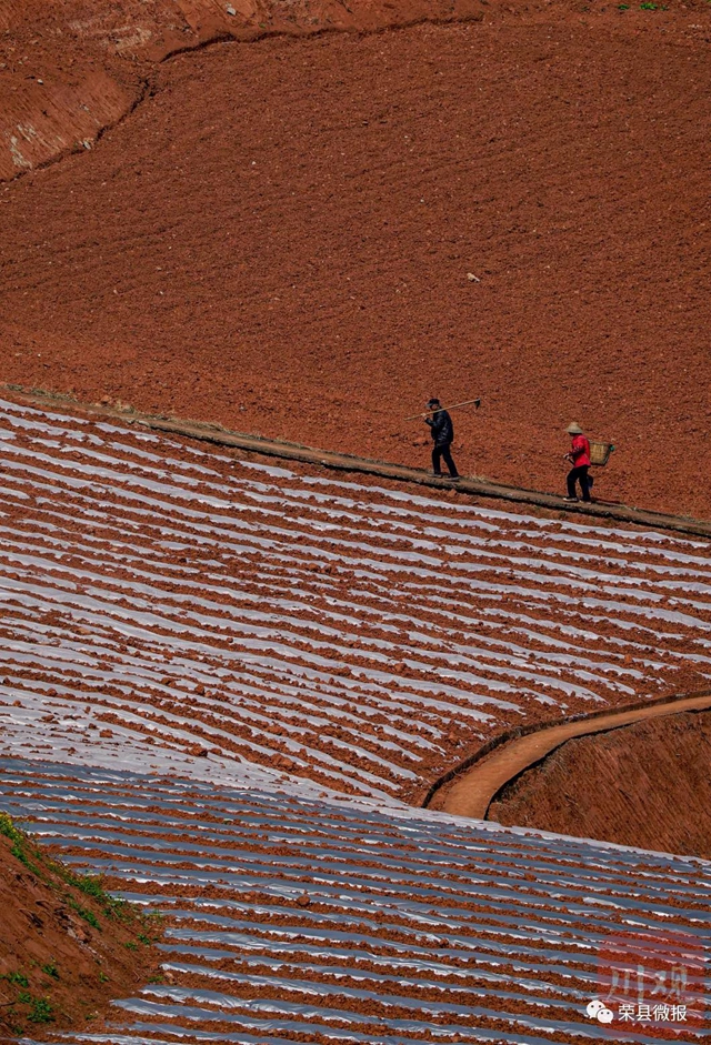 人勤春早 荣县红土地再现“大地画板”(图4)