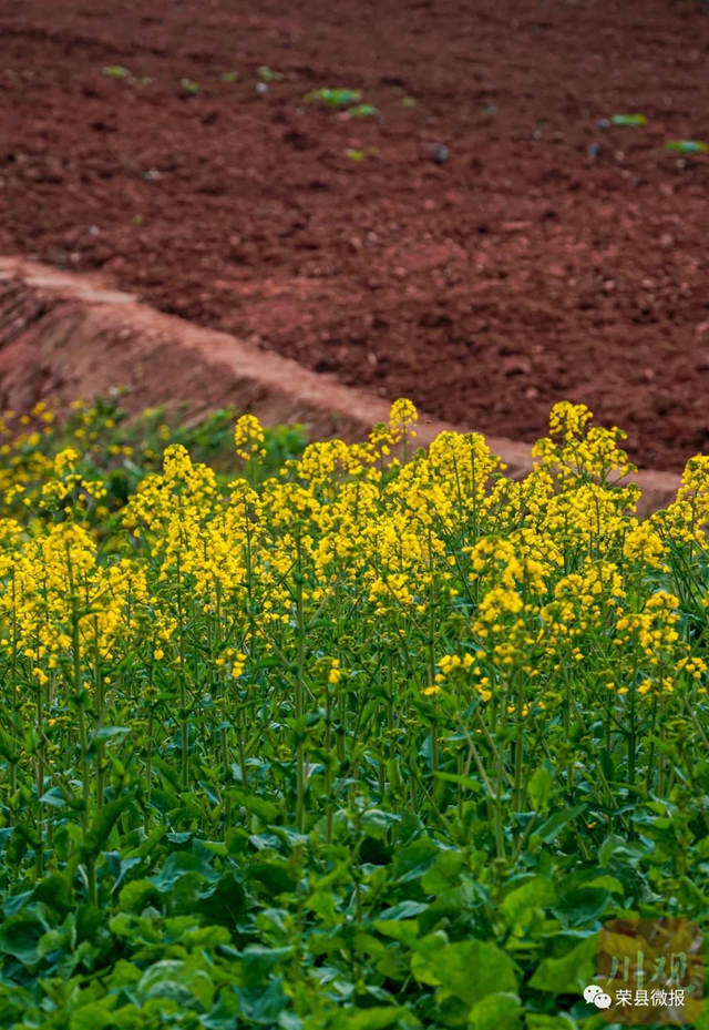 人勤春早 荣县红土地再现“大地画板”(图5)
