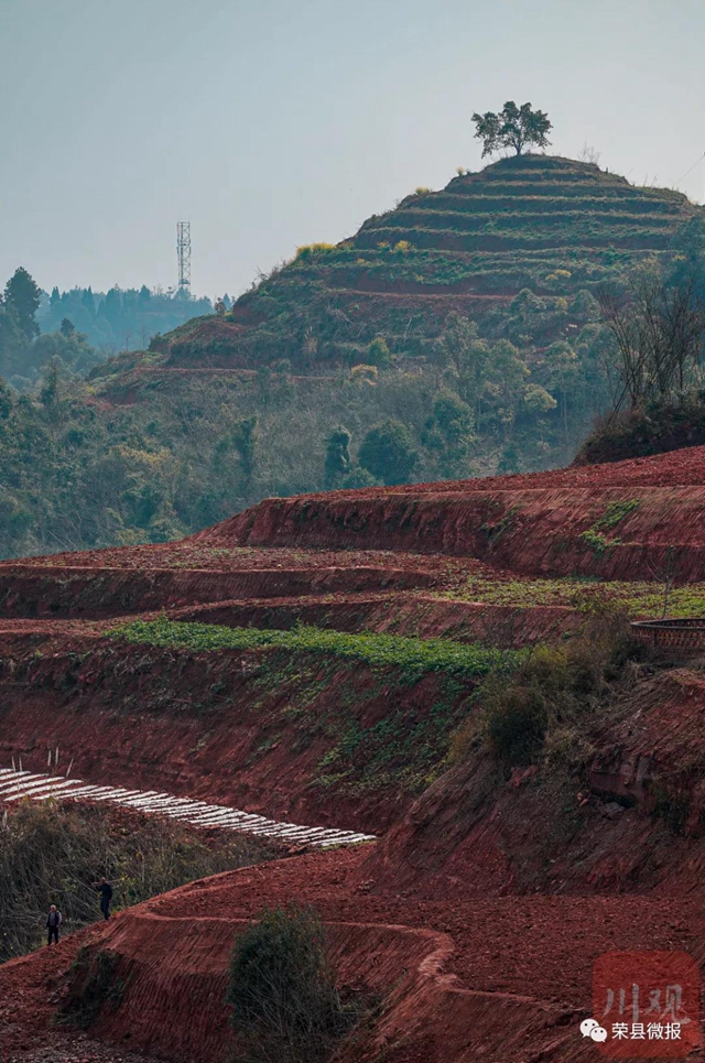 人勤春早 荣县红土地再现“大地画板”(图6)