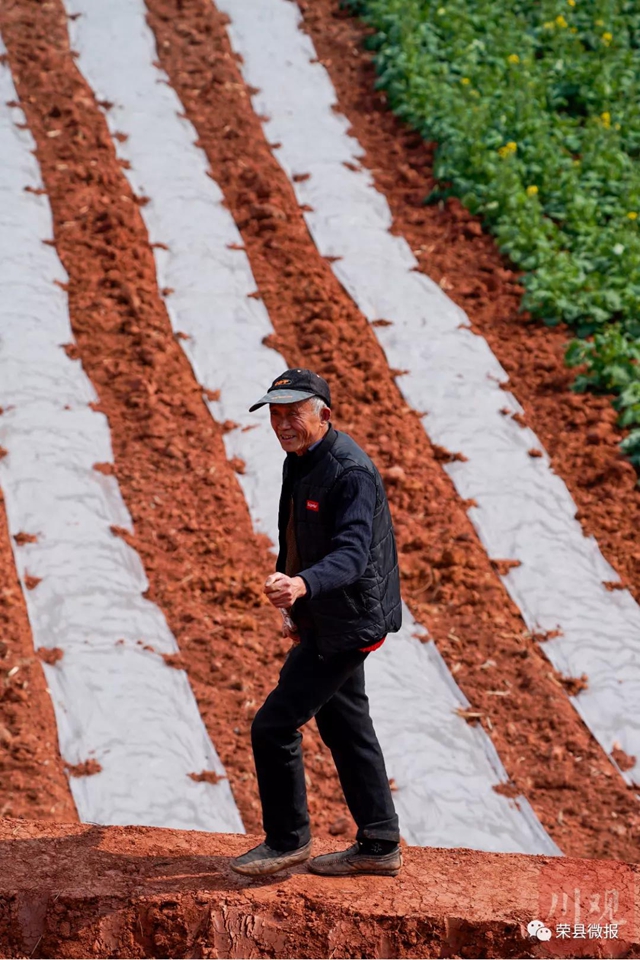 人勤春早 荣县红土地再现“大地画板”(图7)
