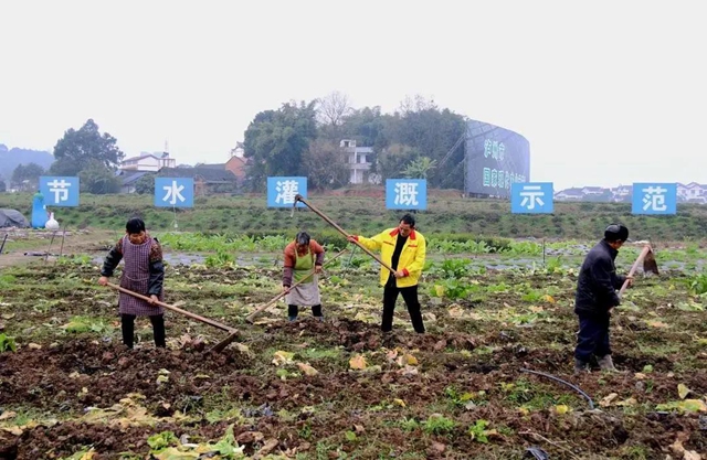 江阳：春回大地，田间地头备耕忙(图1)