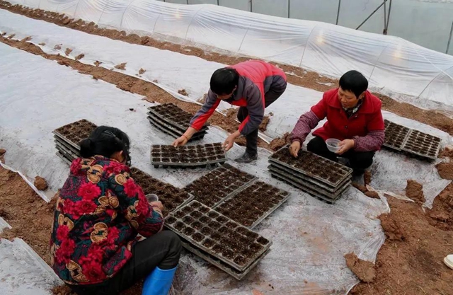 江阳：春回大地，田间地头备耕忙(图3)