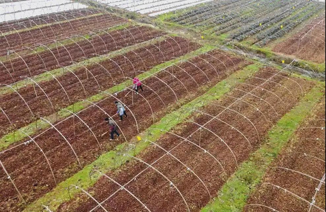 江阳：春回大地，田间地头备耕忙(图5)