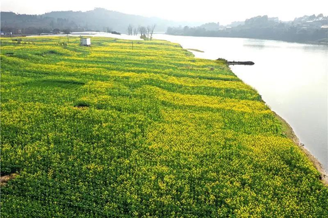 忍不住想吼：内江这里的油菜花，美得实在“不像话”！(图2)