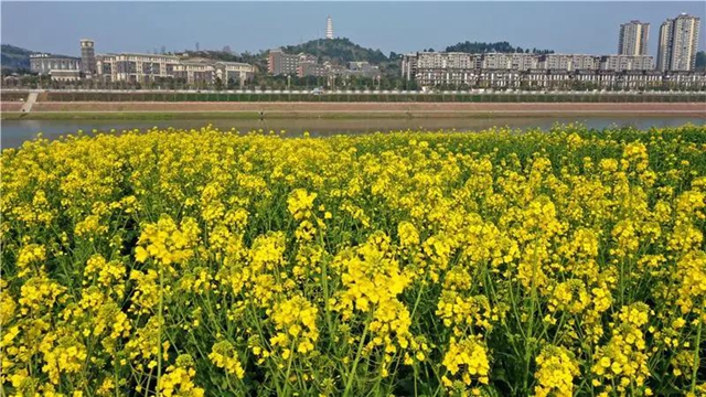 忍不住想吼：内江这里的油菜花，美得实在“不像话”！(图3)