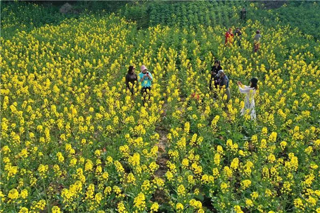 忍不住想吼：内江这里的油菜花，美得实在“不像话”！(图4)