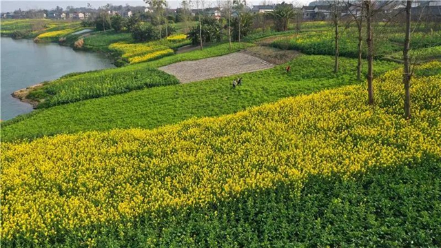 忍不住想吼：内江这里的油菜花，美得实在“不像话”！(图7)