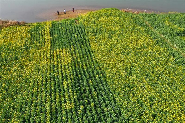 忍不住想吼：内江这里的油菜花，美得实在“不像话”！(图5)