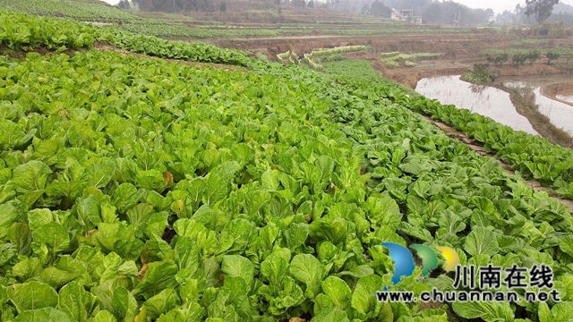 合江县先市镇：万亩青菜迎丰收，一抹青绿变“黄金”(图2)