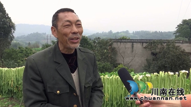 合江县先市镇：万亩青菜迎丰收，一抹青绿变“黄金”(图5)