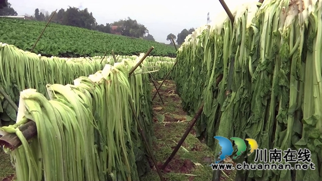 合江县先市镇：万亩青菜迎丰收，一抹青绿变“黄金”(图9)
