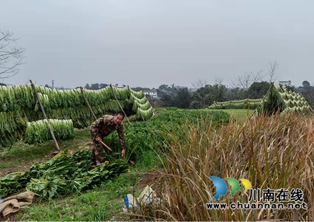 龙马潭区鱼塘街道王庄村：芽菜喜获大丰收(图1)