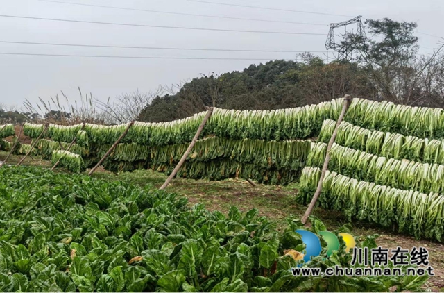 龙马潭区鱼塘街道王庄村：芽菜喜获大丰收(图2)