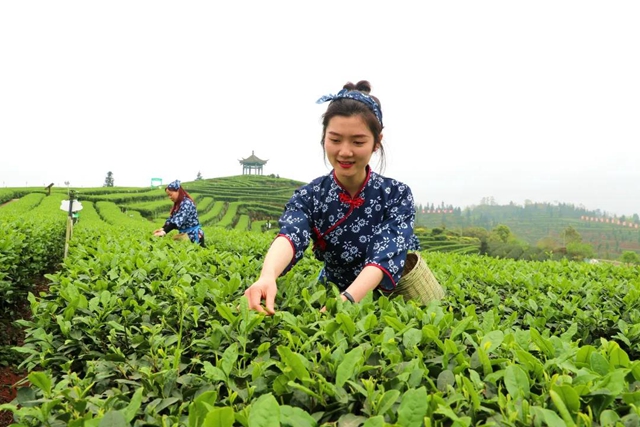 连续九届 | 这个周末,精彩纳溪不容错过!(图4) 连续九届 | 这个周末,精彩纳溪不容错过!(图4)