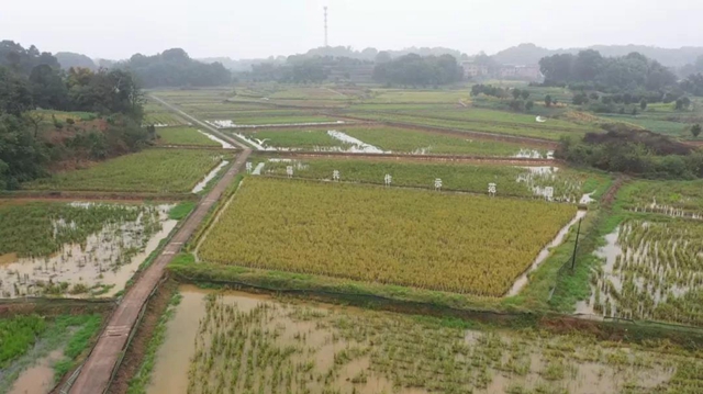 合江：开种门，迎春耕啦！(图6)