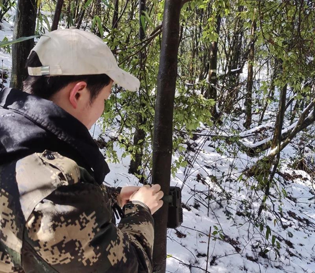 前方高萌!古蔺黄荆老林里,红外摄像机捕捉到了这些“神兽”……(图3) 前方高萌!古蔺黄荆老林里,红外摄像机捕捉到了这些“神兽”……(图3)