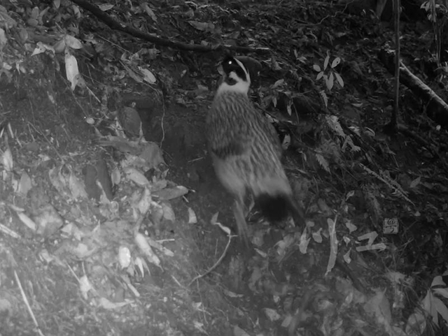 前方高萌!古蔺黄荆老林里,红外摄像机捕捉到了这些“神兽”……(图2) 前方高萌!古蔺黄荆老林里,红外摄像机捕捉到了这些“神兽”……(图2)