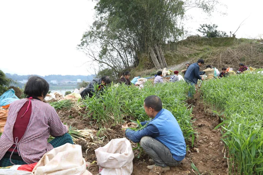 合江早仔姜新鲜上市 川渝两地“菜篮子”又添新宠(图1)