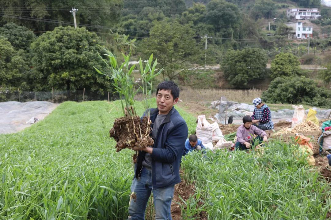合江早仔姜新鲜上市 川渝两地“菜篮子”又添新宠(图2)