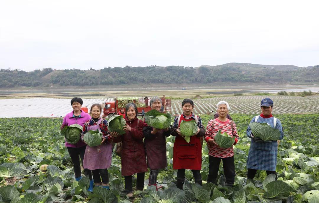 合江早仔姜新鲜上市 川渝两地“菜篮子”又添新宠(图10)