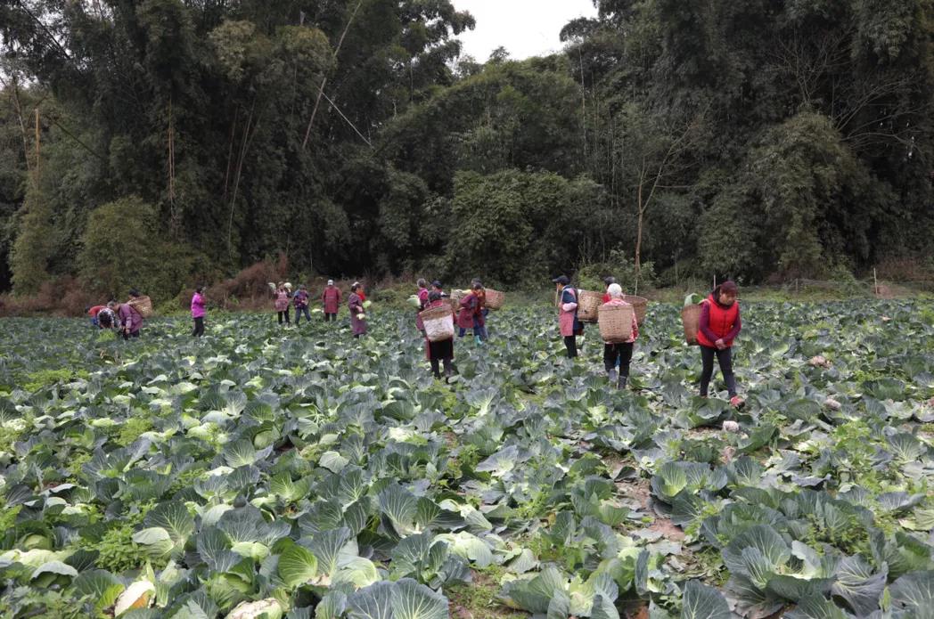 合江早仔姜新鲜上市 川渝两地“菜篮子”又添新宠(图11)