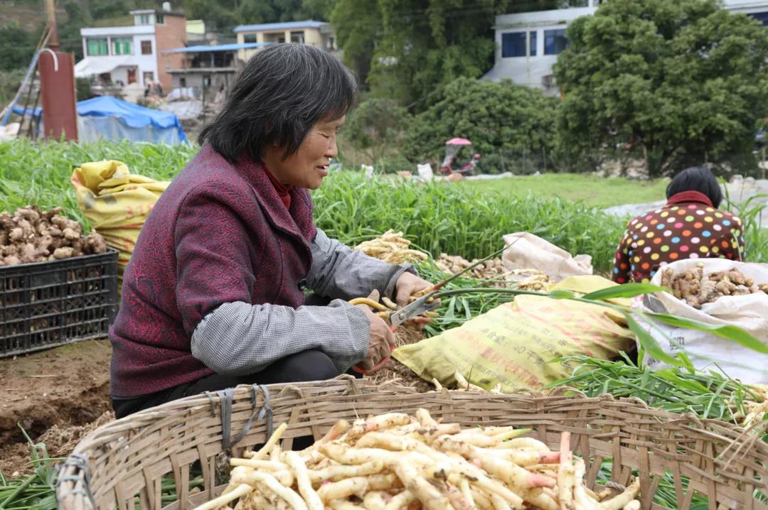 合江早仔姜新鲜上市 川渝两地“菜篮子”又添新宠(图5)
