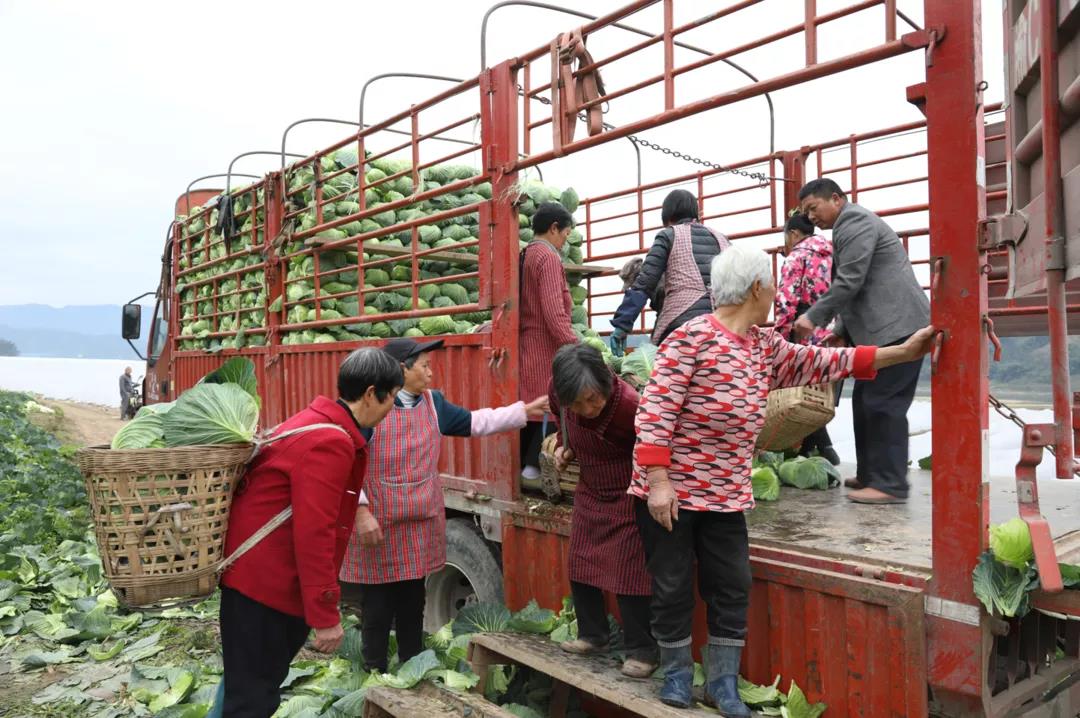 合江早仔姜新鲜上市 川渝两地“菜篮子”又添新宠(图7)